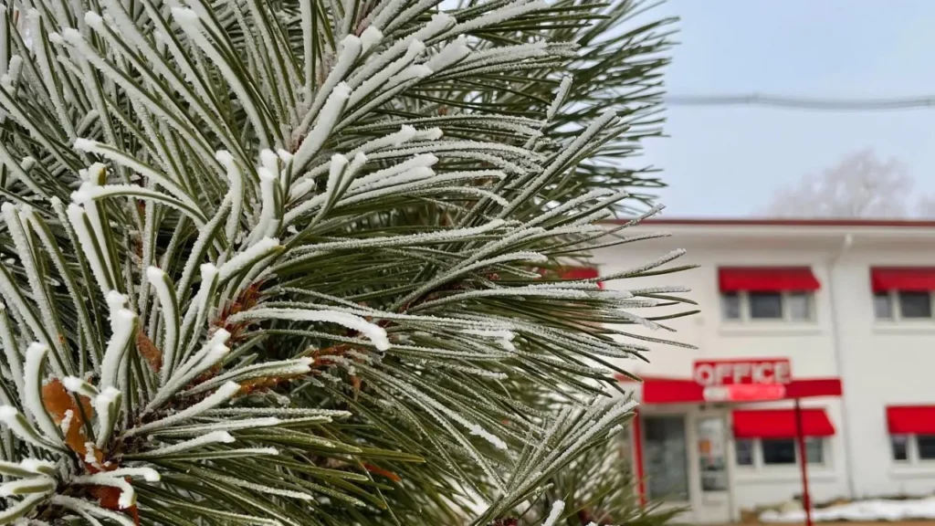 Pine needles with frost in front of Holiday facade