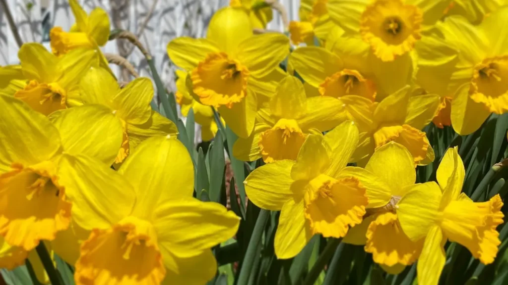 Yellow blooming daffodils